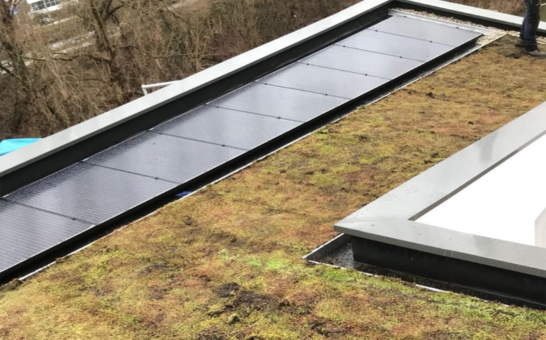 Groen sedumdak met zonnepanelen